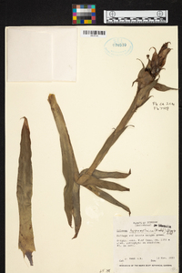 Werauhia hygrometrica image