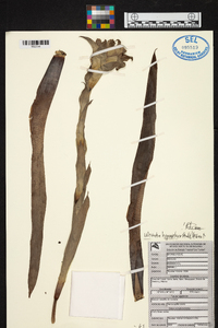 Werauhia hygrometrica image