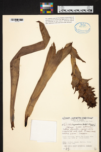 Werauhia hygrometrica image