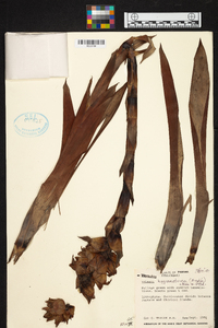 Werauhia hygrometrica image