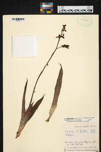 Werauhia laxa image