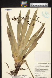 Werauhia laxa image