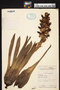 Werauhia montana image