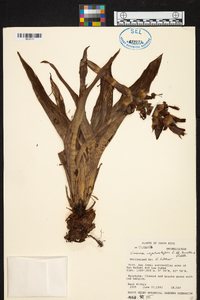 Werauhia montana image