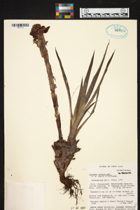 Werauhia notata image