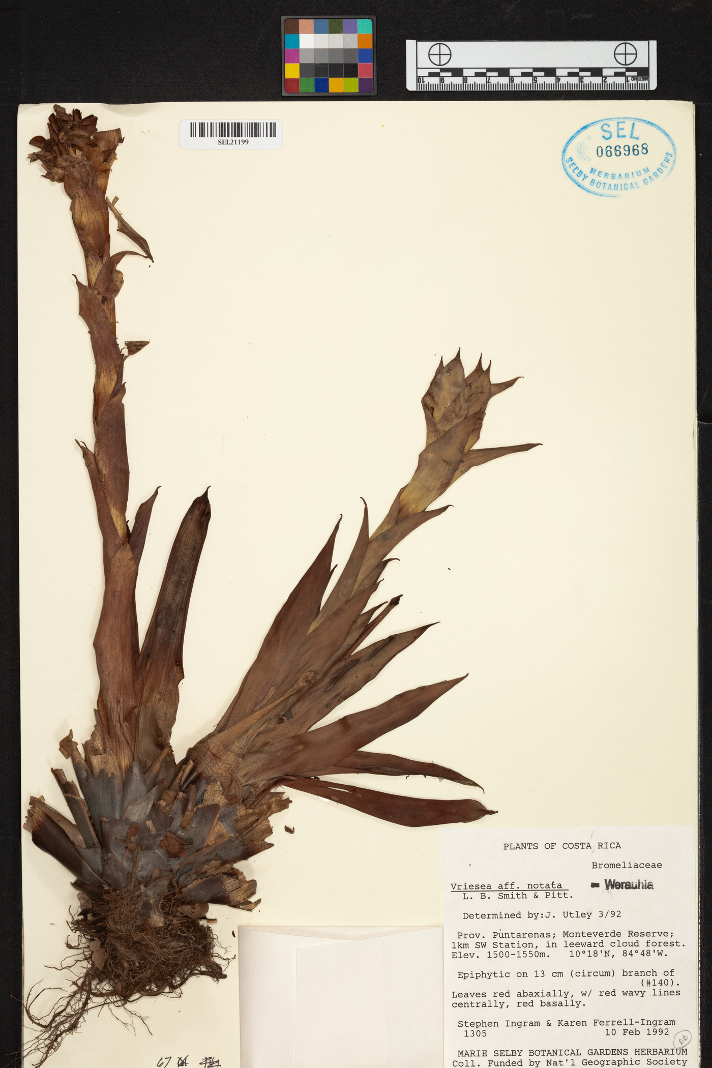 Werauhia notata image