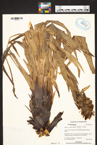 Werauhia ororiensis image