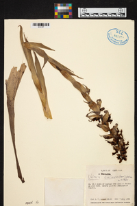 Werauhia ororiensis image