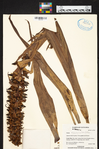 Werauhia ororiensis image