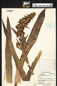 Werauhia ororiensis image