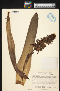 Werauhia ororiensis image