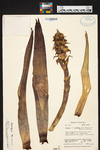 Werauhia ororiensis image