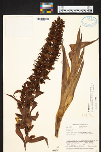 Werauhia ororiensis image