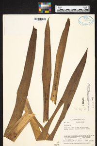 Werauhia ororiensis image