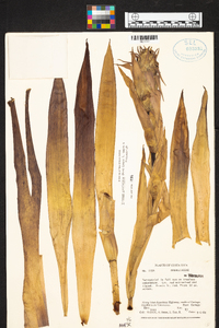 Werauhia ororiensis image