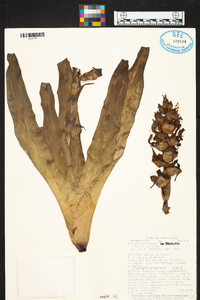 Werauhia ororiensis image