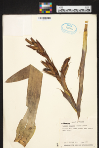 Werauhia ringens image