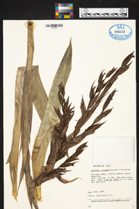 Werauhia ringens image