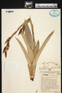 Werauhia ringens image