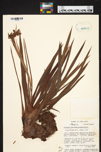 Werauhia stenophylla image