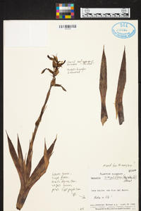 Werauhia singuliflora image