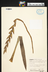 Werauhia viridiflora image