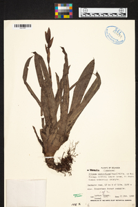 Werauhia viridiflora image