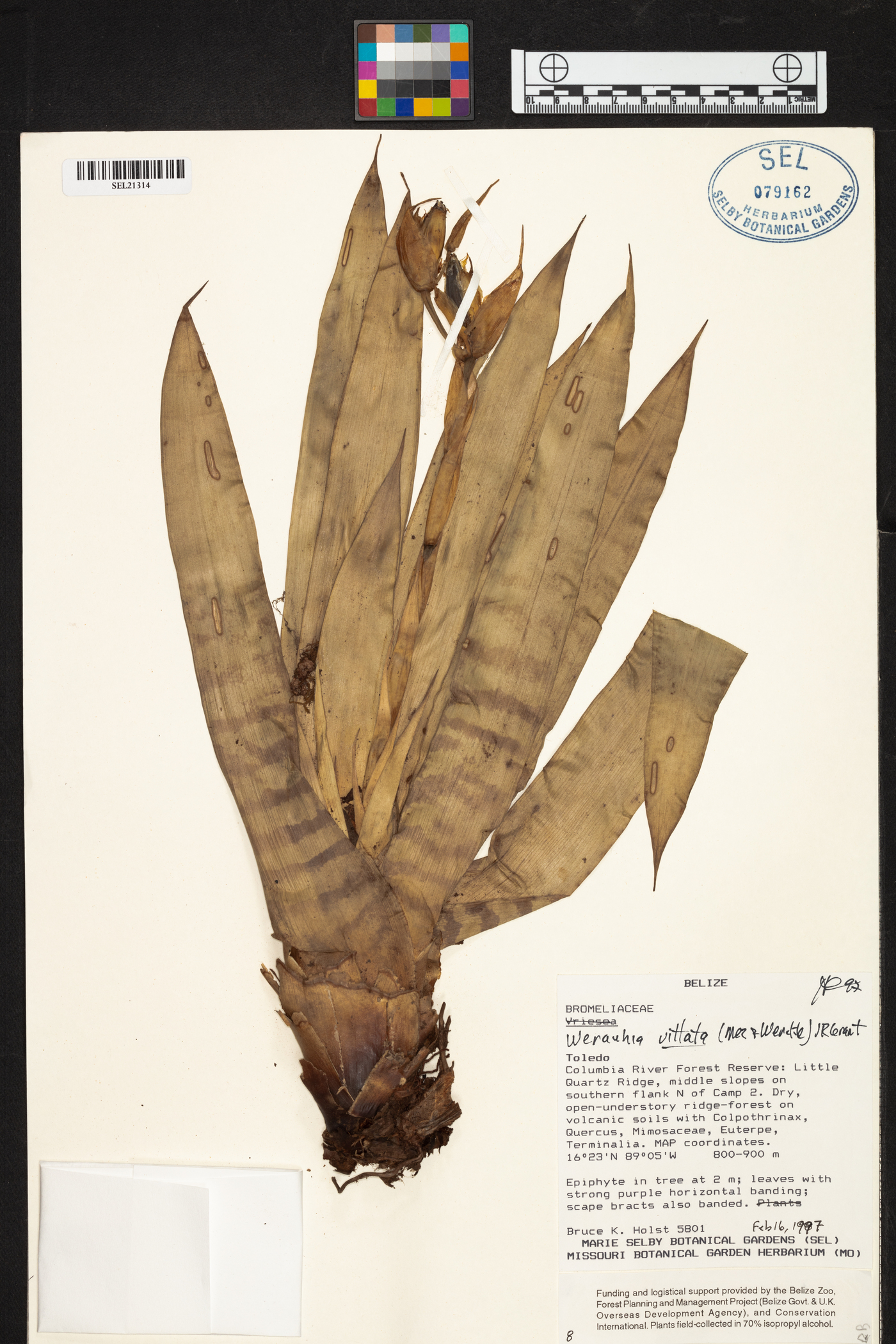 Werauhia vittata image