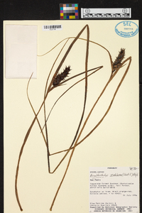 Acanthostachys strobilacea image