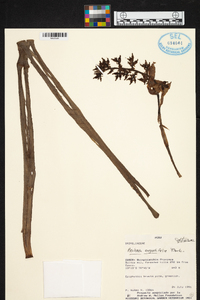 Aechmea angustifolia image