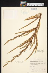 Aechmea blanchetiana image