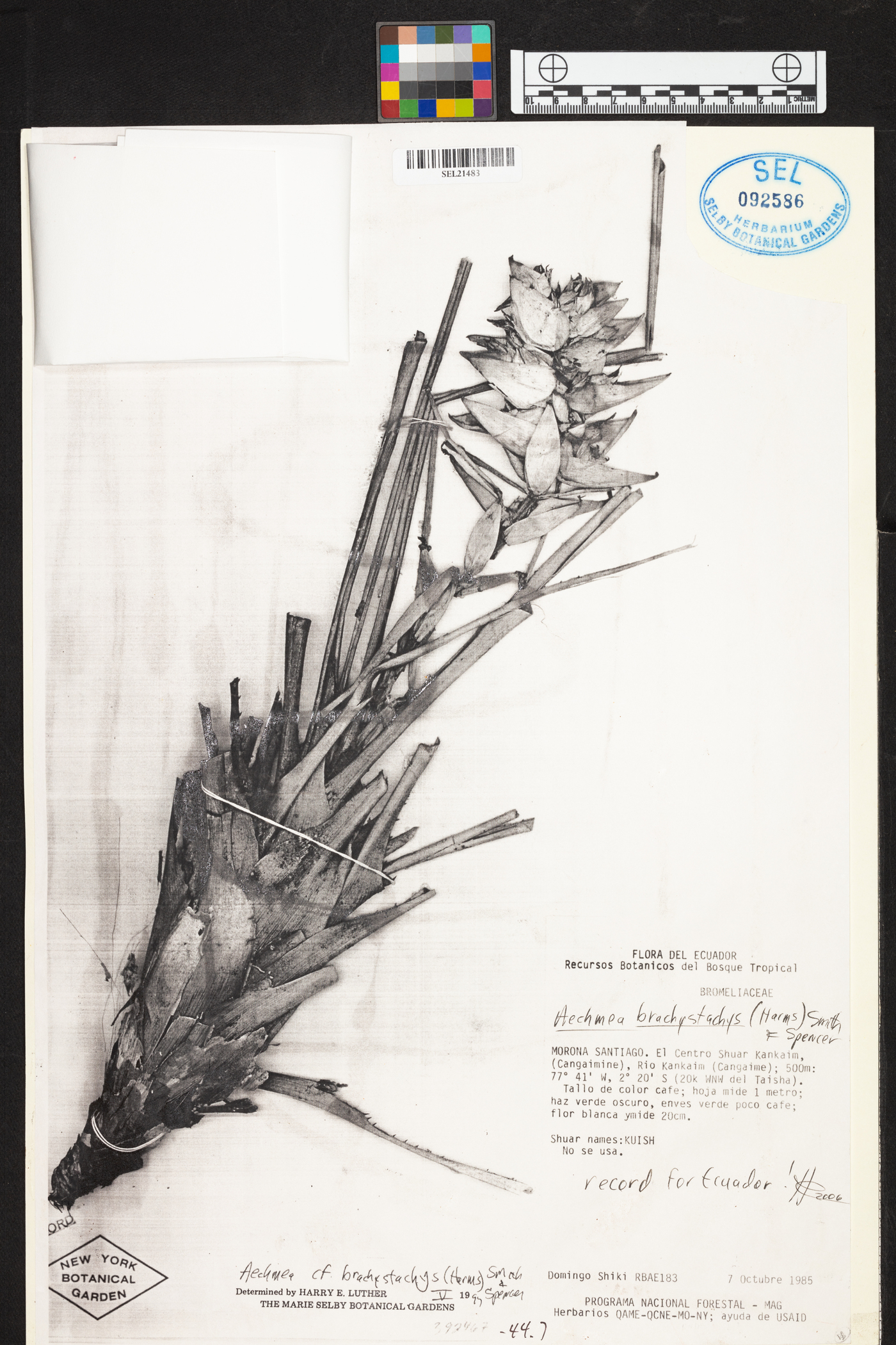 Aechmea brachystachys image