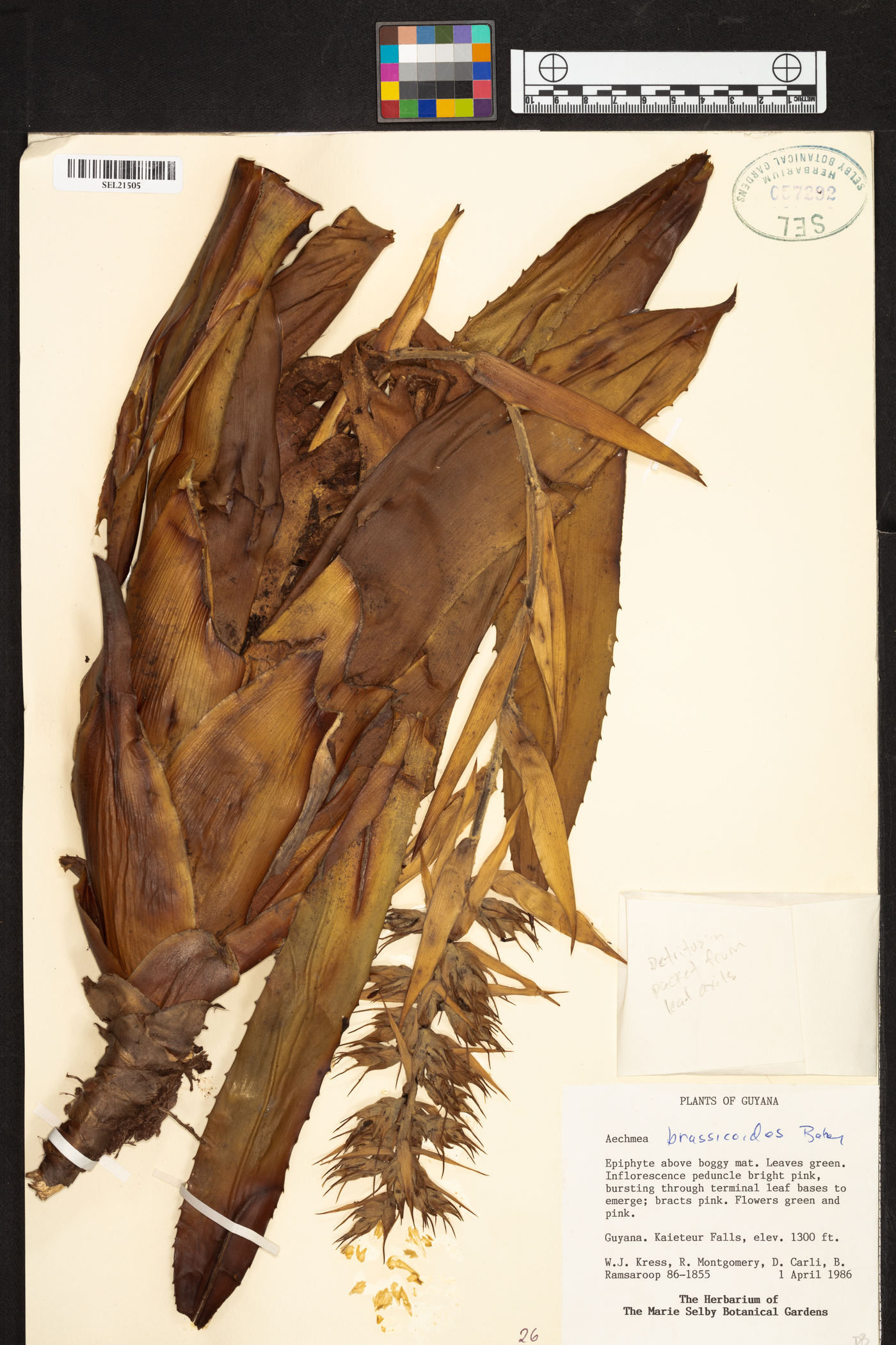 Aechmea brassicoides image