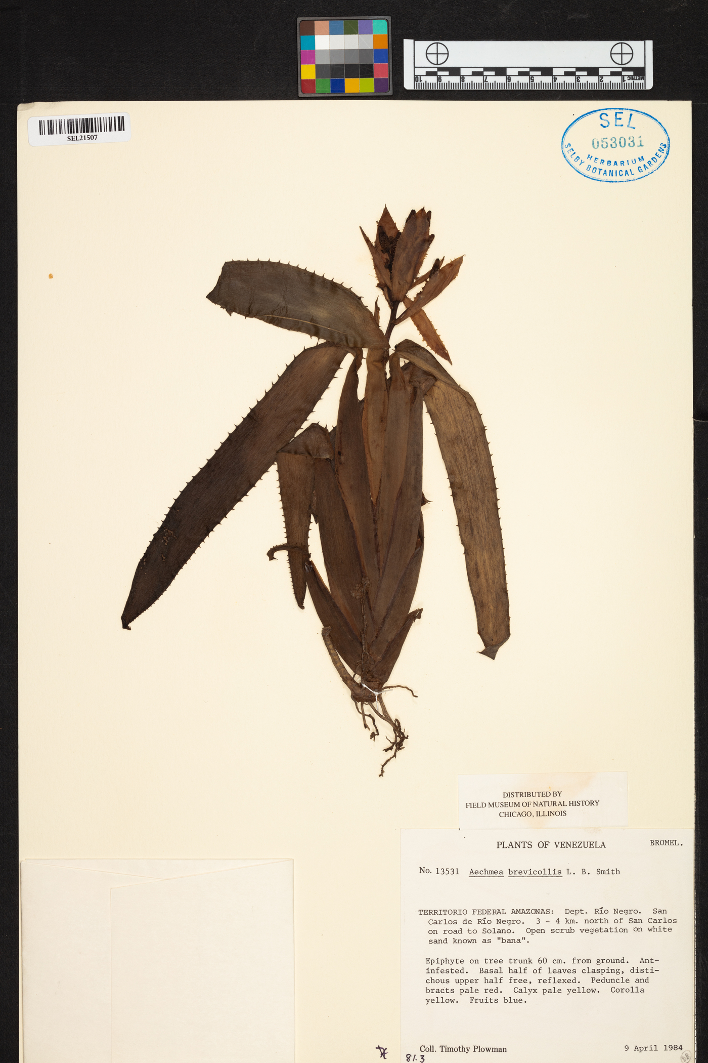 Aechmea brevicollis image