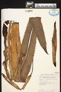 Aechmea bromeliifolia image