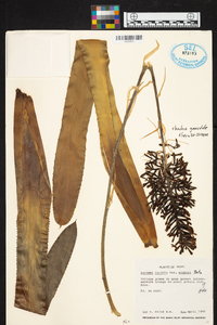 Aechmea organensis image