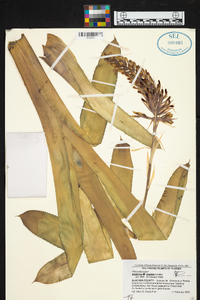 Aechmea caudata image