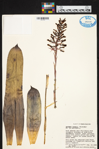 Aechmea caudata image