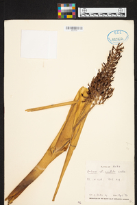 Aechmea caudata image