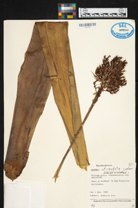 Aechmea caudata image