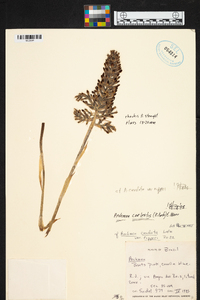 Aechmea organensis image