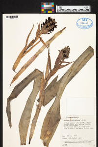 Aechmea lamarchei image