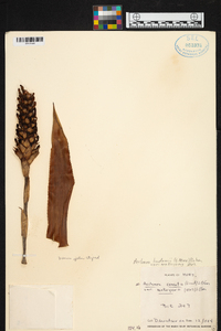 Aechmea comata image