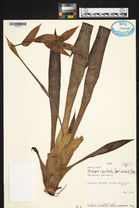 Aechmea contracta image