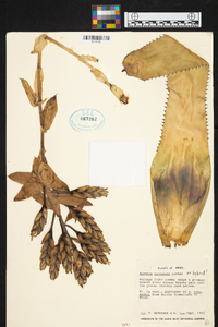 Aechmea cucullata image