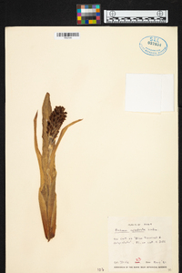 Aechmea cylindrata image