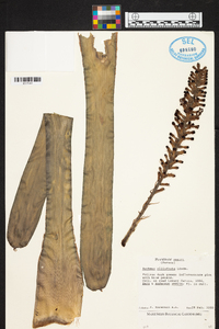 Aechmea cylindrata image