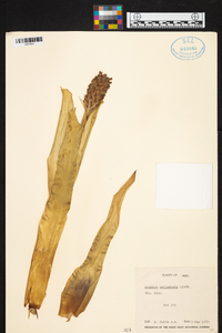 Aechmea cylindrata image