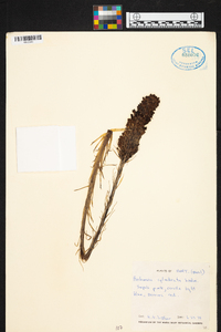 Aechmea cylindrata image