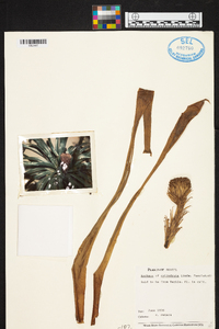 Aechmea cylindrata image